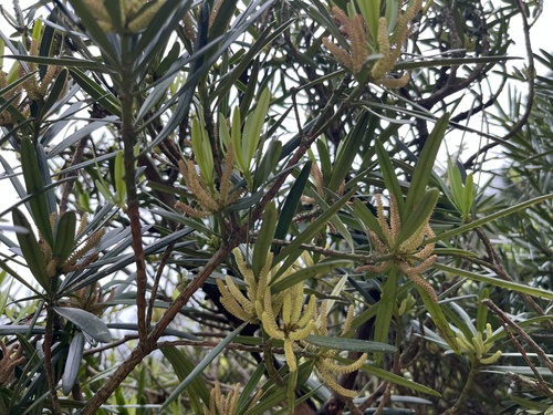 Podocarpus nakaii observed 2026-05-14