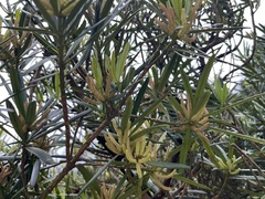 Podocarpus nakaii