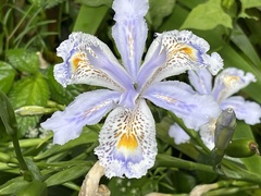 Iris formosana