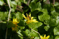 Nomada