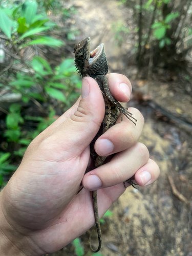 forest garden lizard