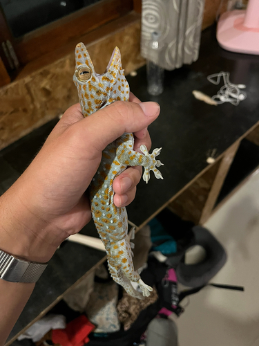 Tokay Gecko