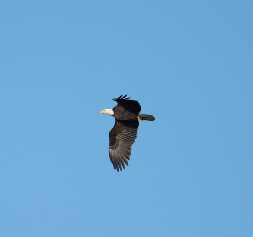 Bald Eagle observed by goosewrangler