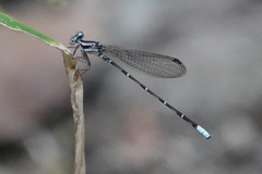 Argia pulla