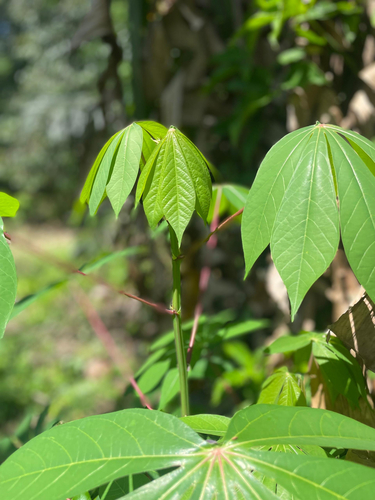 Cassava