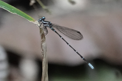Argia pulla
