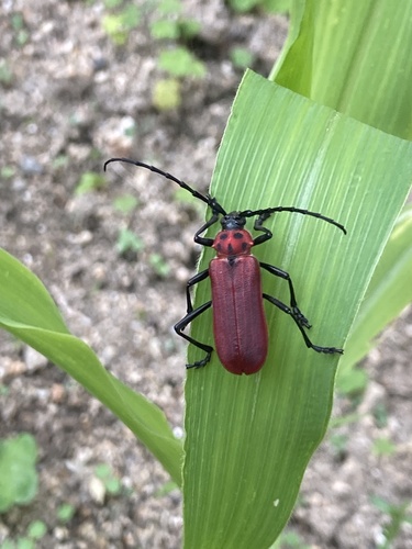 Red Longicorn Beetle