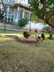 Gallus gallus domesticus