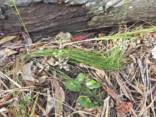 Schizaea bifida (Schizaea bifida)