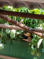 Passer domesticus