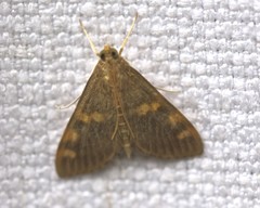 Rehimena surusalis