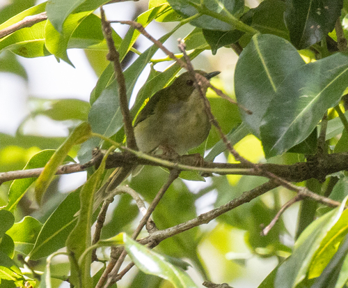 Green Longtail (Urolais epichlorus), photo 7