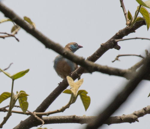 Red-cheeked Cordonbleu