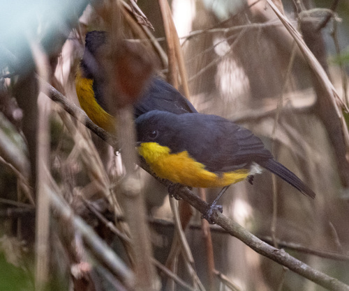 Yellow-breasted Boubou (Laniarius atroflavus), photo 6