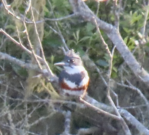 Belted Kingfisher observed by geodani