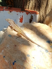 Anolis