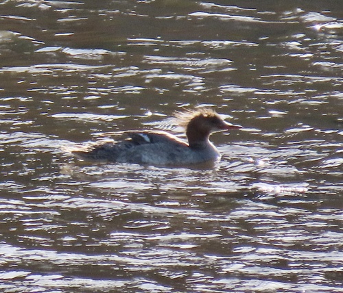 Common Merganser observed by geodani
