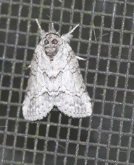Nycteola polycyma
