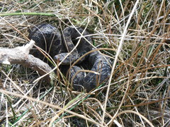 Crotalus triseriatus