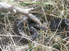 Crotalus triseriatus
