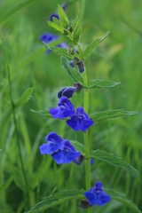 Scutellaria tuminensis
