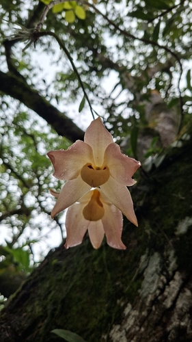 Dendrobium moschatum