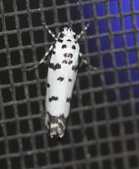 Ethmia postica