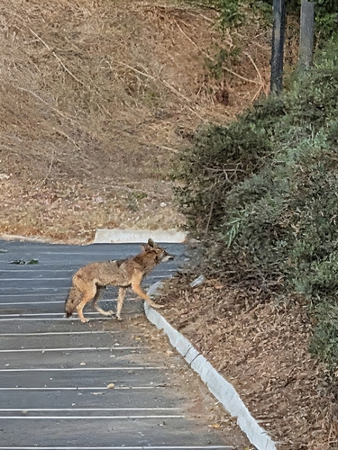 Coyote observed by dolan8