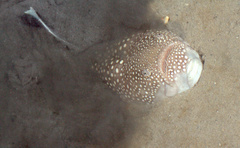 Astroscopus y-graecum