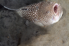 Astroscopus y-graecum