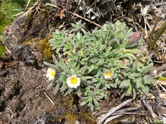 Erigeron chionophilus