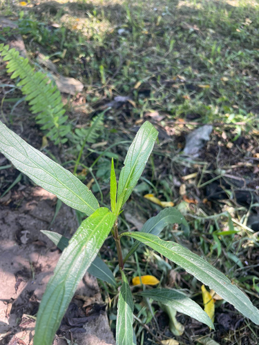 Mexican Ruellia