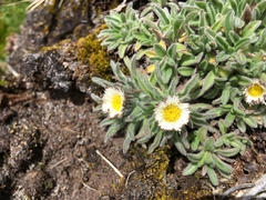 Erigeron chionophilus