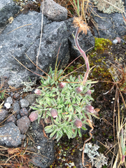 Erigeron chionophilus