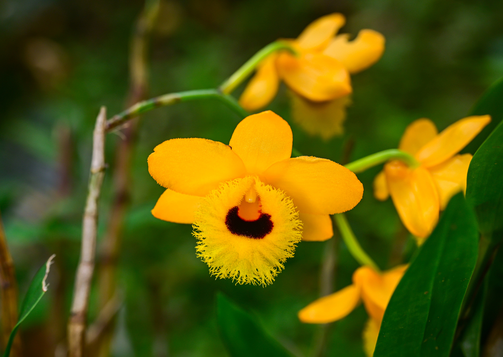 Dendrobium hawkesii A.H.Heller 4
