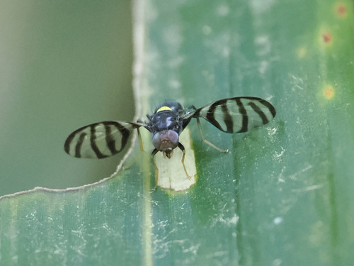 Acrotaeniostola pieli
