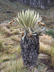 Espeletia hartwegiana