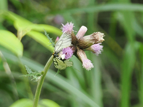 Thomisus gouluensis