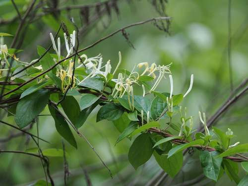 Japanese honeysuckle
