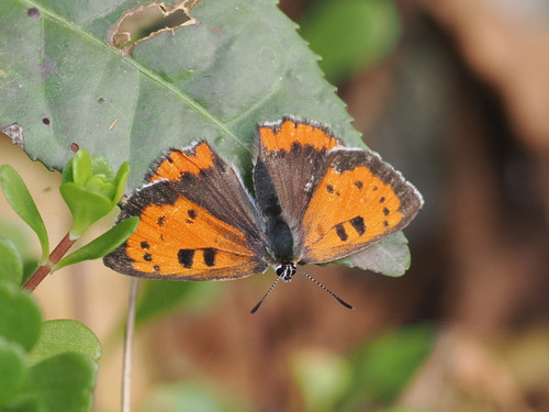 Small Copper