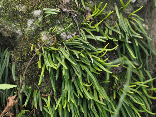 Pyrrosia angustissima