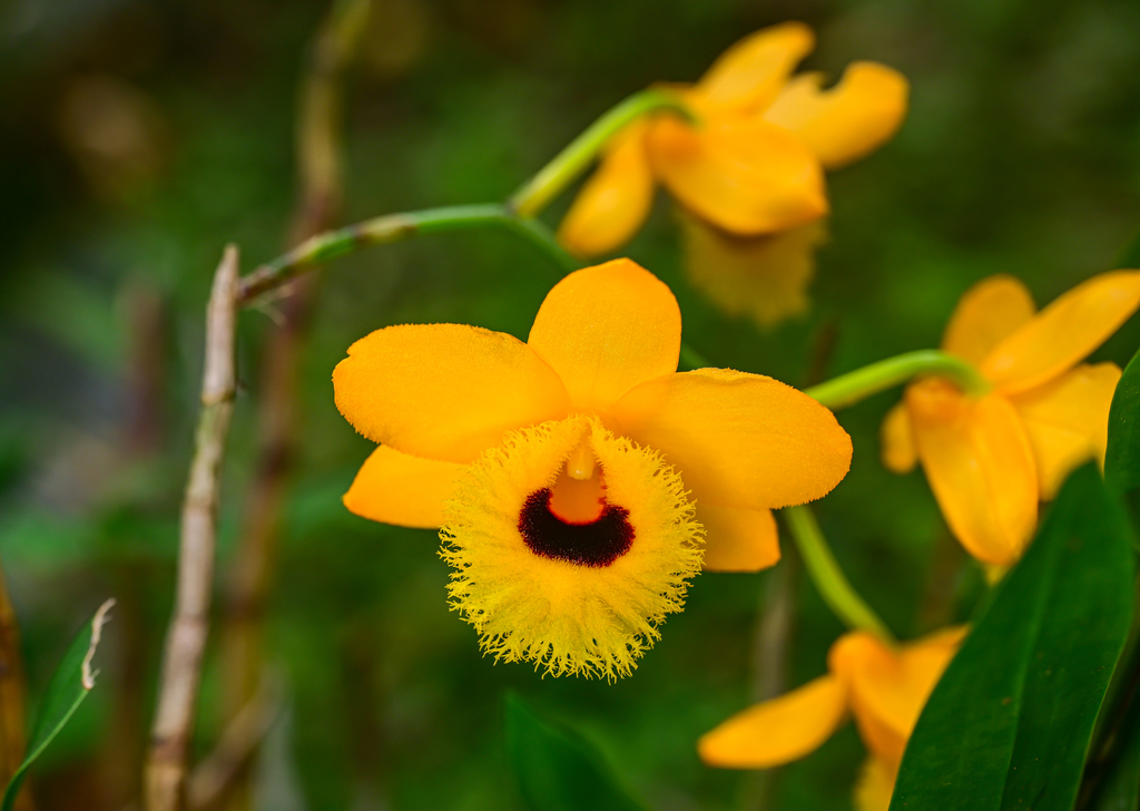 Dendrobium hawkesii A.H.Heller 3