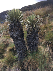 Espeletia hartwegiana