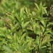 Gaylussacia frondosa - Photo (c) Sharleen, μερικά δικαιώματα διατηρούνται (CC BY-NC), uploaded by Sharleen