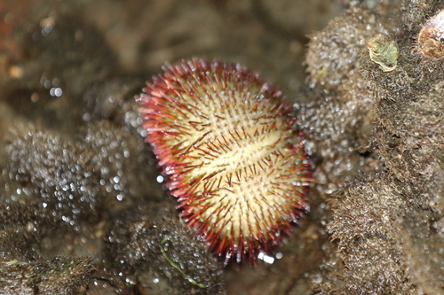 Temnopleurus alexandri observed 2026-05-14