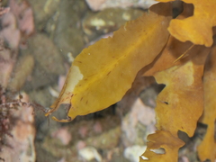 Carpophyllum flexuosum