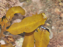 Carpophyllum flexuosum