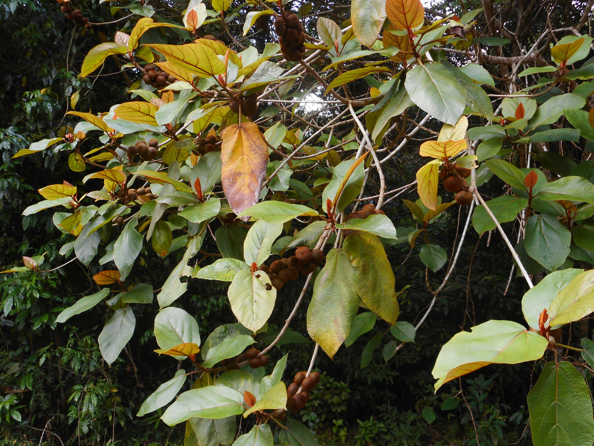 Ficus triloba — ảnh 2