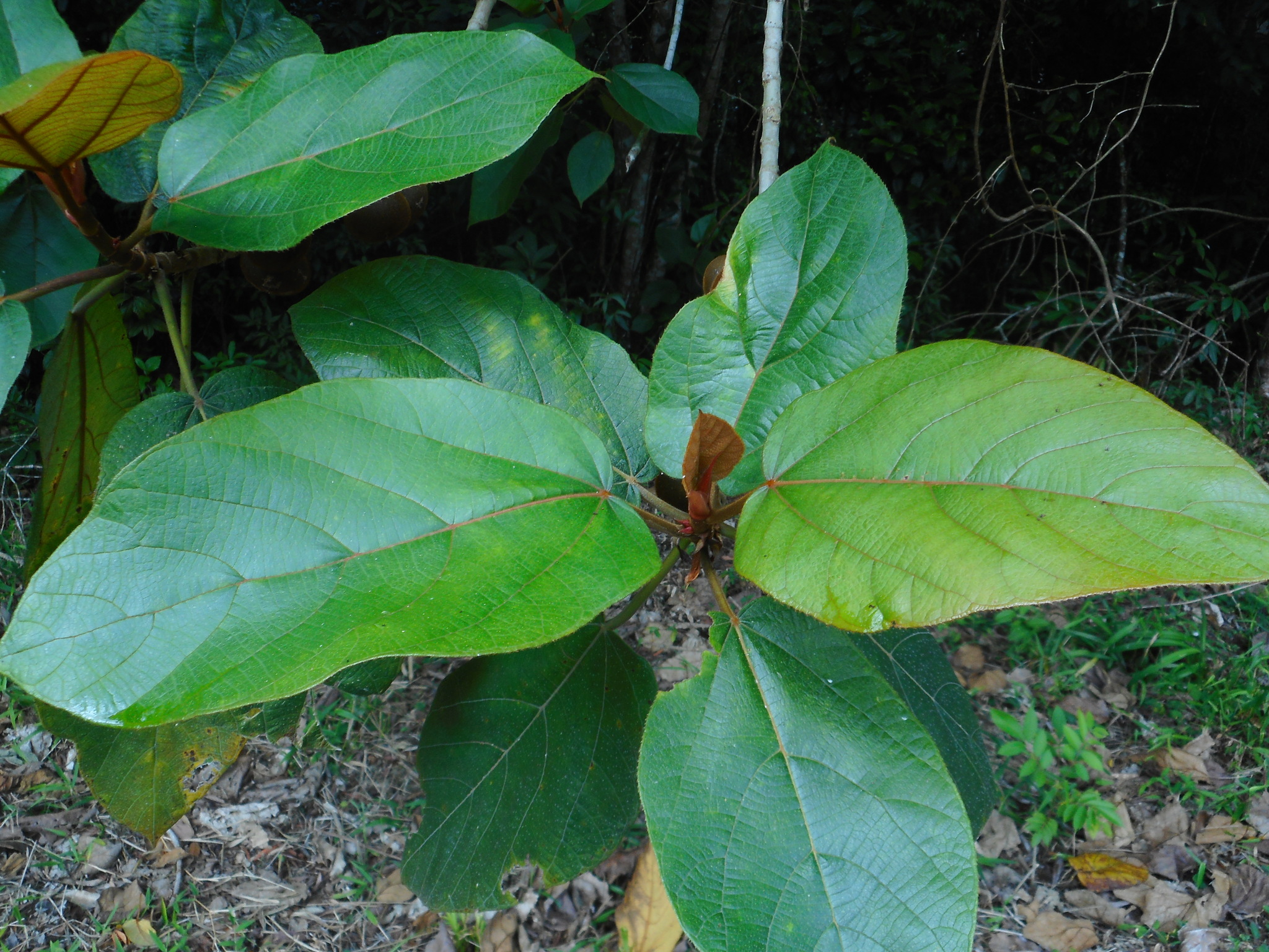 Ficus triloba — ảnh 3