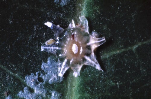stellate scale insect